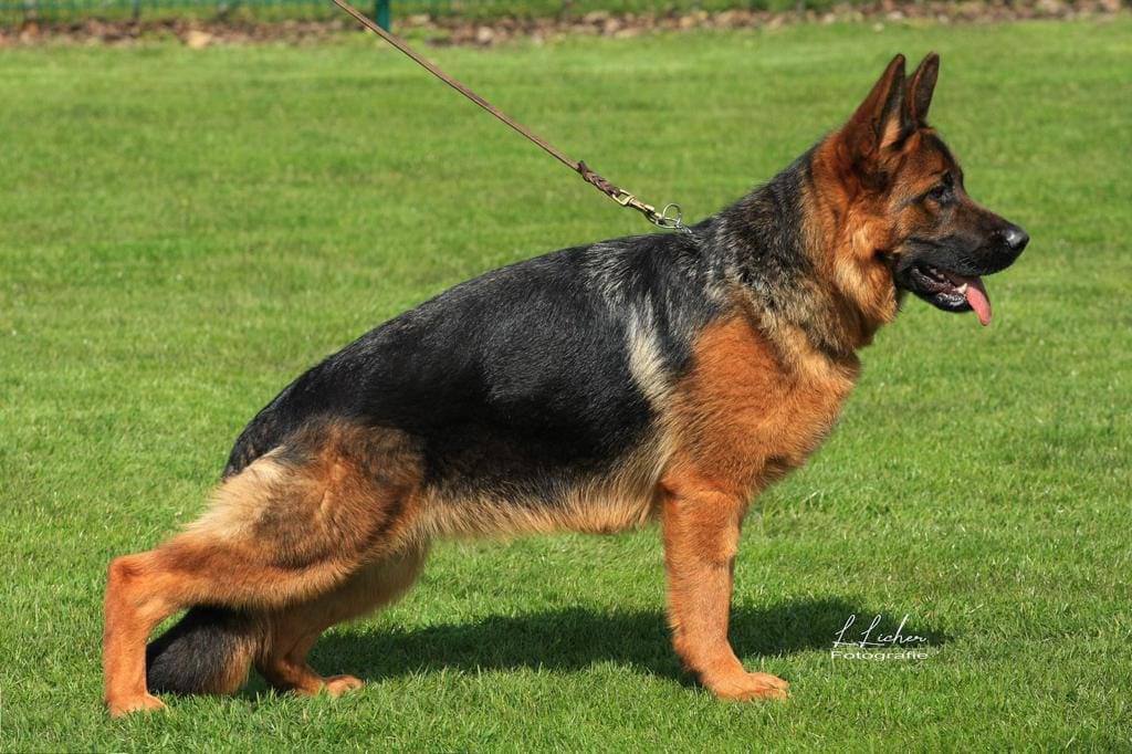 olala female german shepherd dog