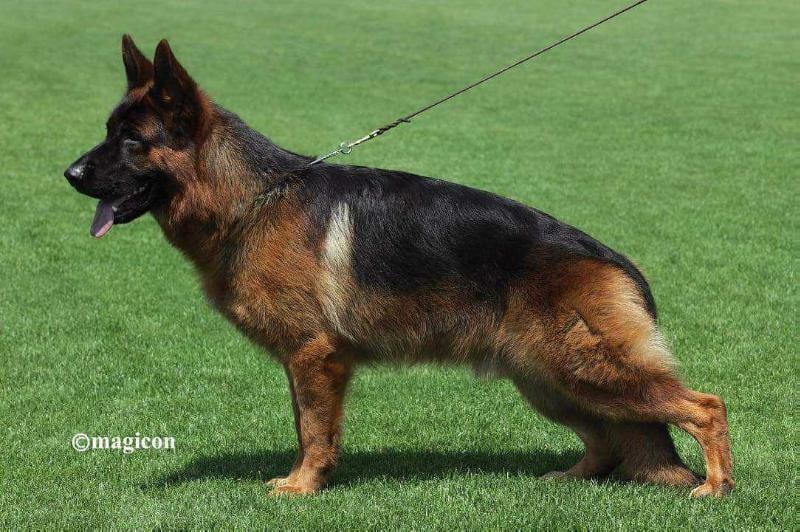 kastro german shepherd dog