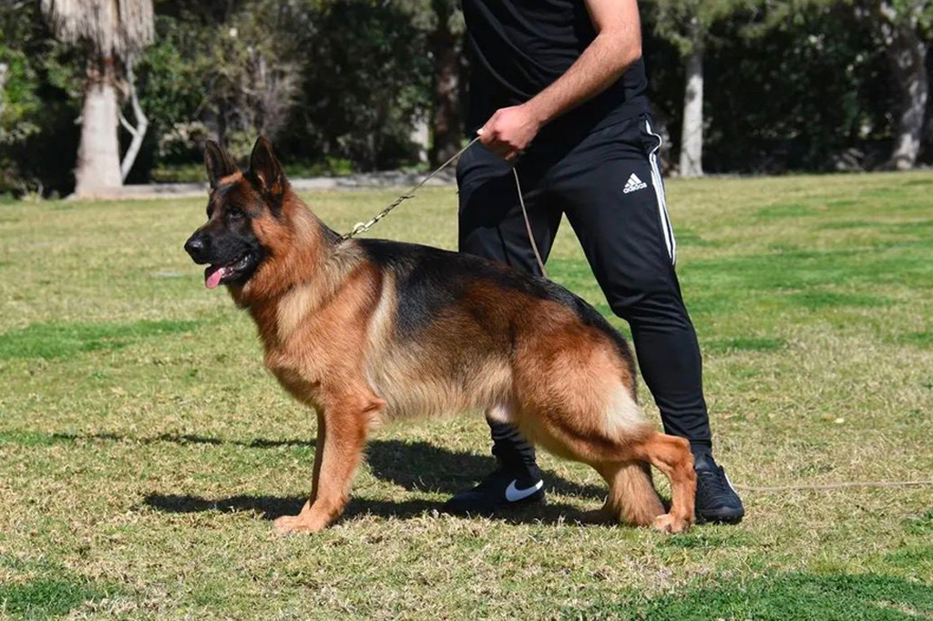 thor male german shepherd dog