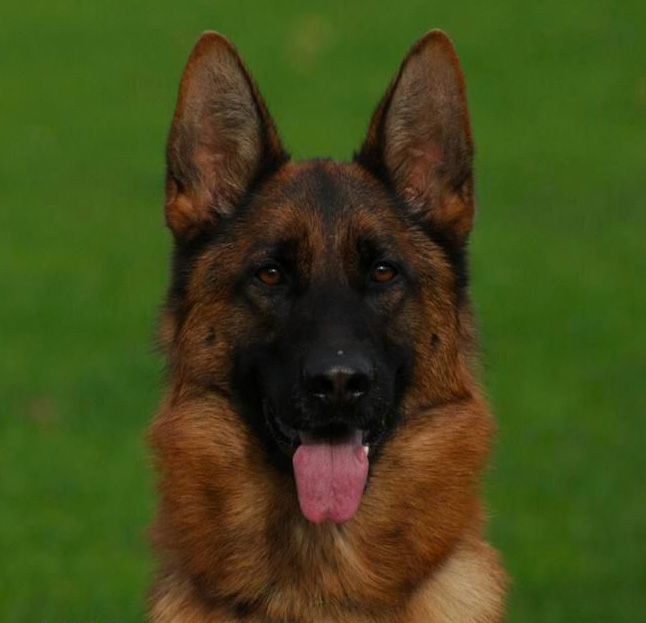 michael the German Shepherd Dog