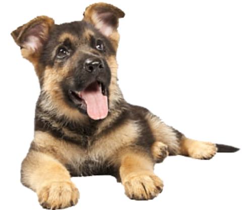 german shepherd breeders