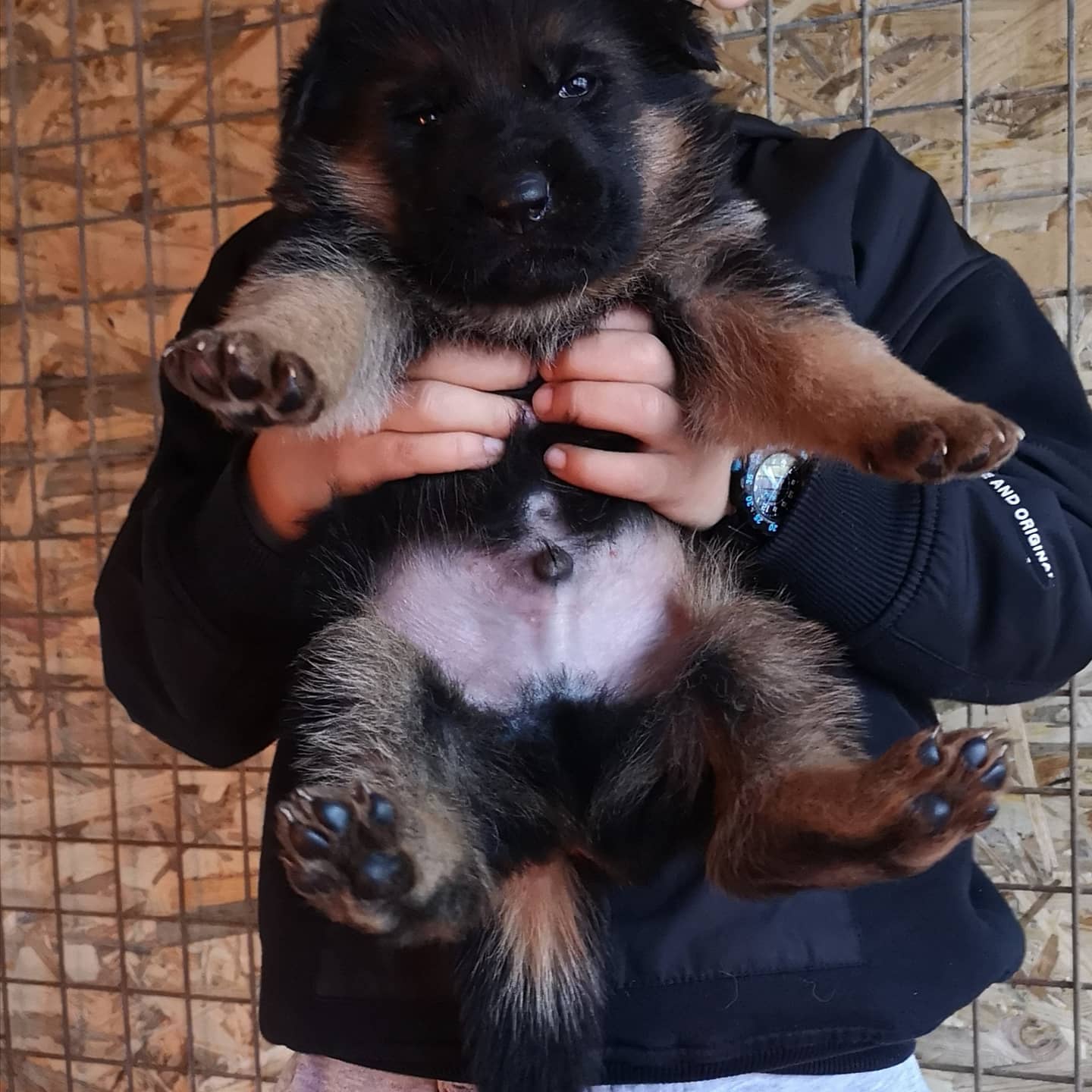 kid with german shepherd puppy