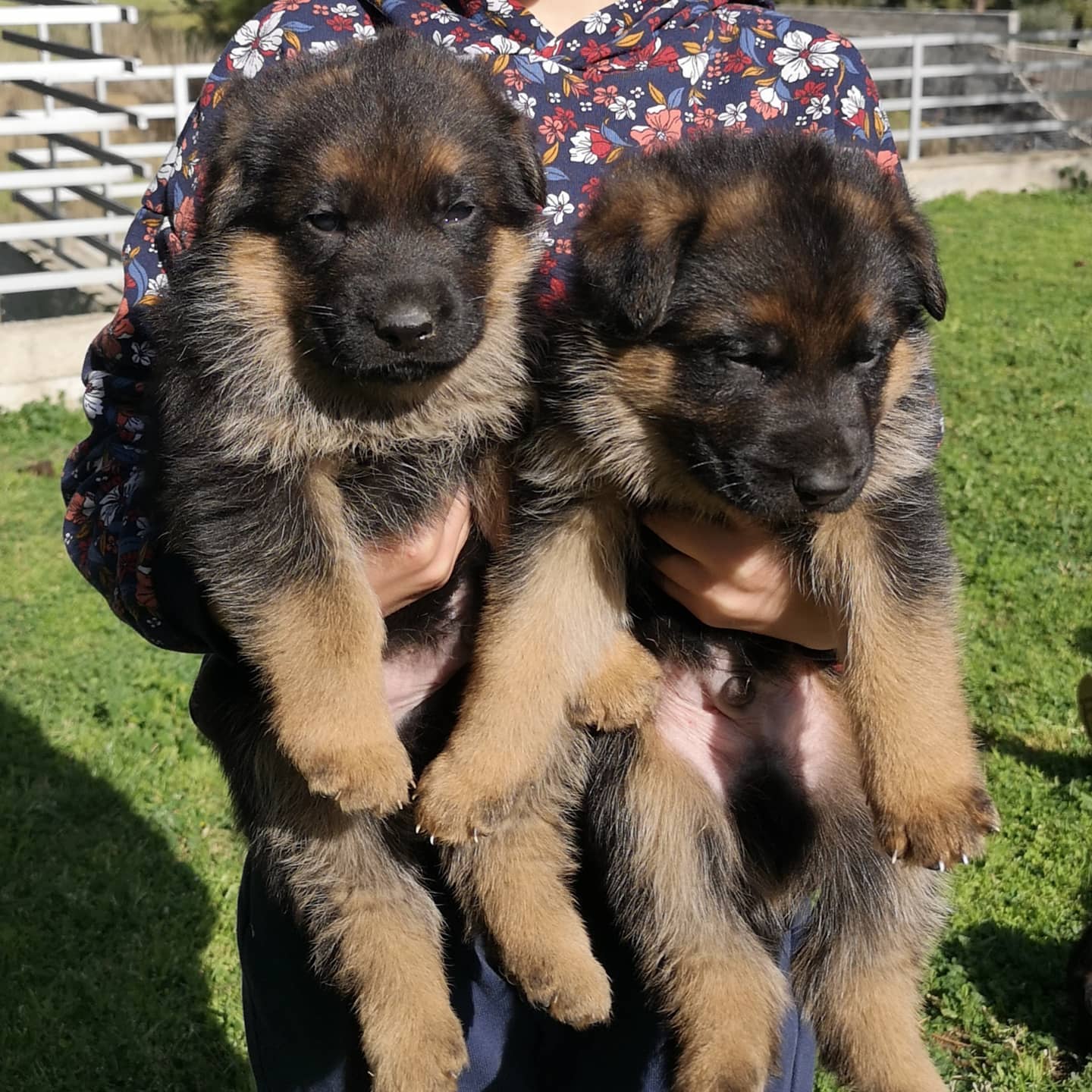 german shepherd puppies