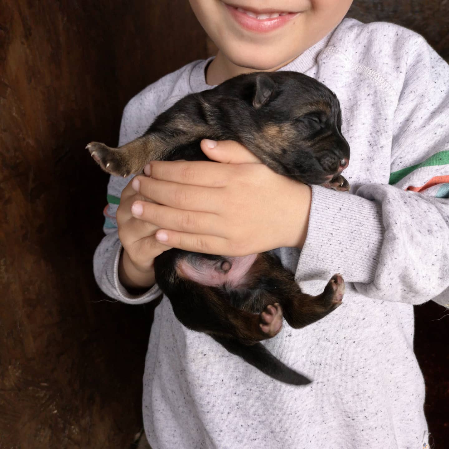 german shepherd puppy