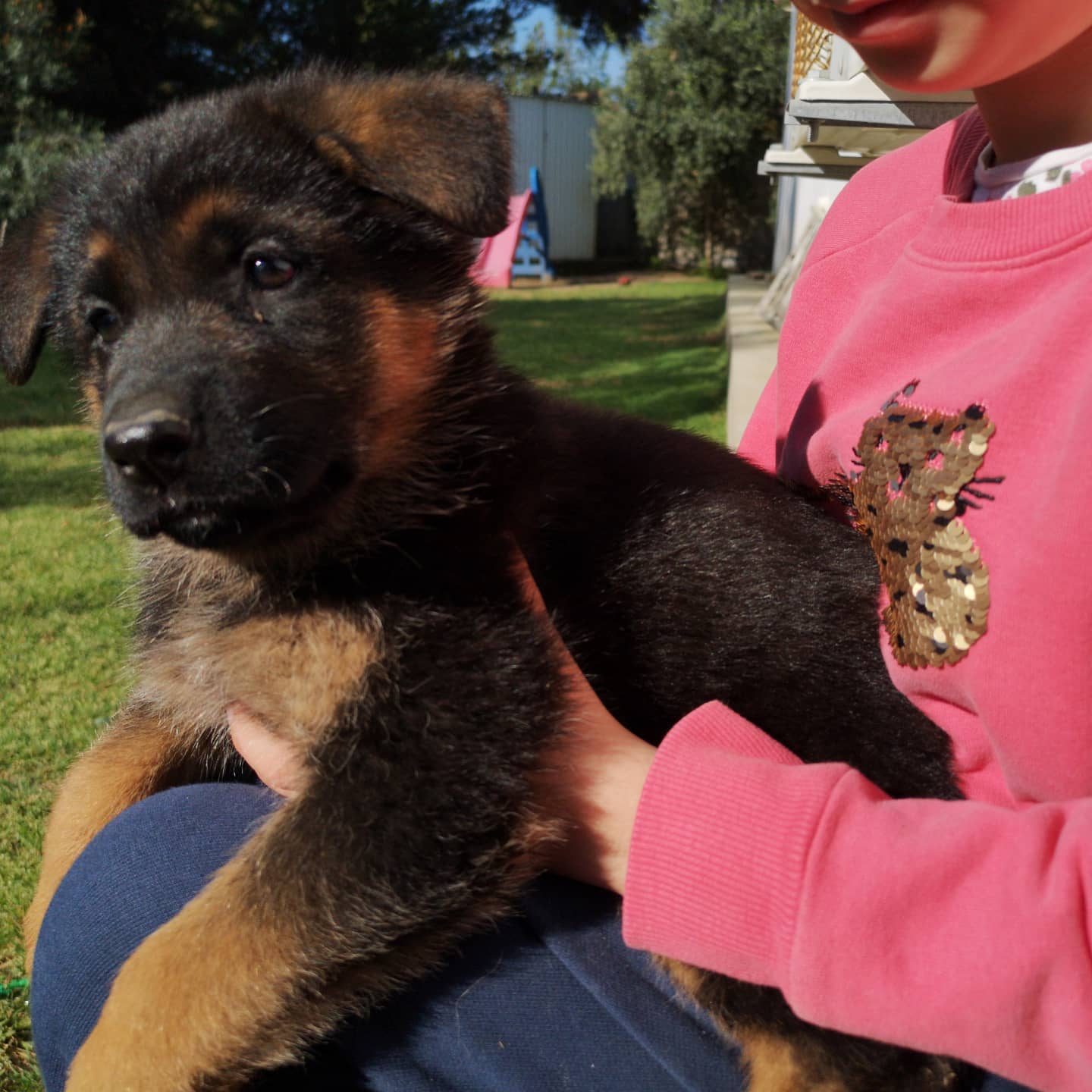 German Shepherd Puppy Puppies For Sale In Central New Jersey And 