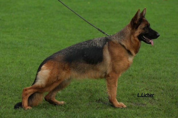 selina female german shepherd dog